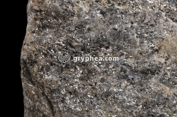 Micaschiste (Ile de Groix) - détail - gryphea.com